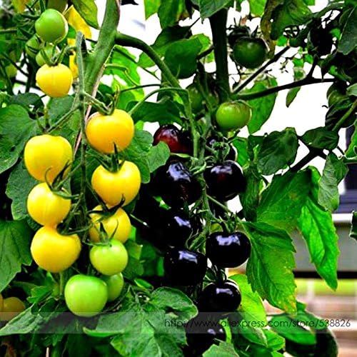 New Rare Yellow Black Dwarf Cherry Tomato Hybrid Seeds, Professional Pack, 100+ Seeds/Pack, Bonsai Balcony Sweet Tomato #NF954