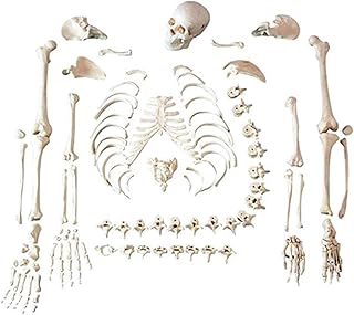 Study Model 170Cm Human Skeleton Model - Human Skeleton Anatomy Model - Adult Loose Bone Medical Skeleton Teaching Model PVC Human Bone Free Human Skeleton - for Medical SaiFei