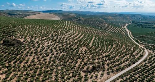 1 boîte de 5 l - Nuñez de Prado - huile d'olive vierge extra écologique par Oliva Oliva Internet SL – vue 9