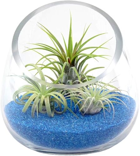 Miniatura 10 de Kit de terrario de cuenco de vidrio inclinado de 5 pulgadas de grosor con arena negra y 3 plantas de aire Tillandsia Ionantha vivas, plantas de