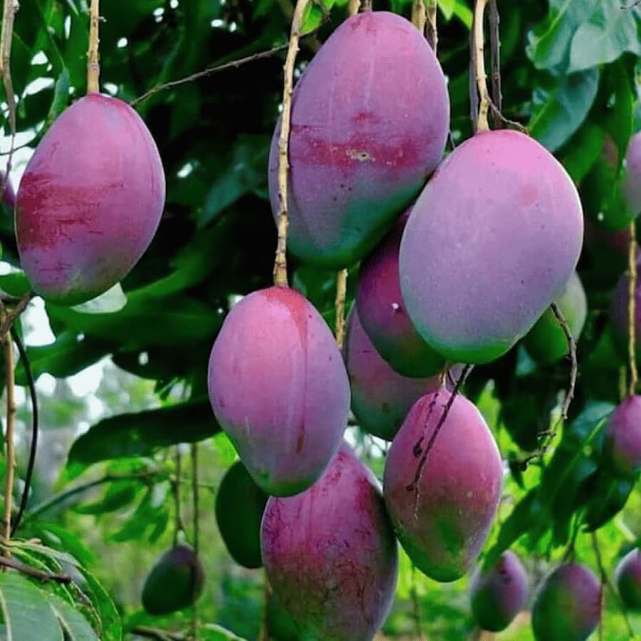 Image of Purple Japanese Miyazaki Mango Plant Original Grafted Fruit Tree Height 1.5-3 Feet Plant Hybrid Plant Fruit In Just 2-3 Years Perfect For Home Gardens Mango Tree Taiyo No Tamago Eggs Of Sun