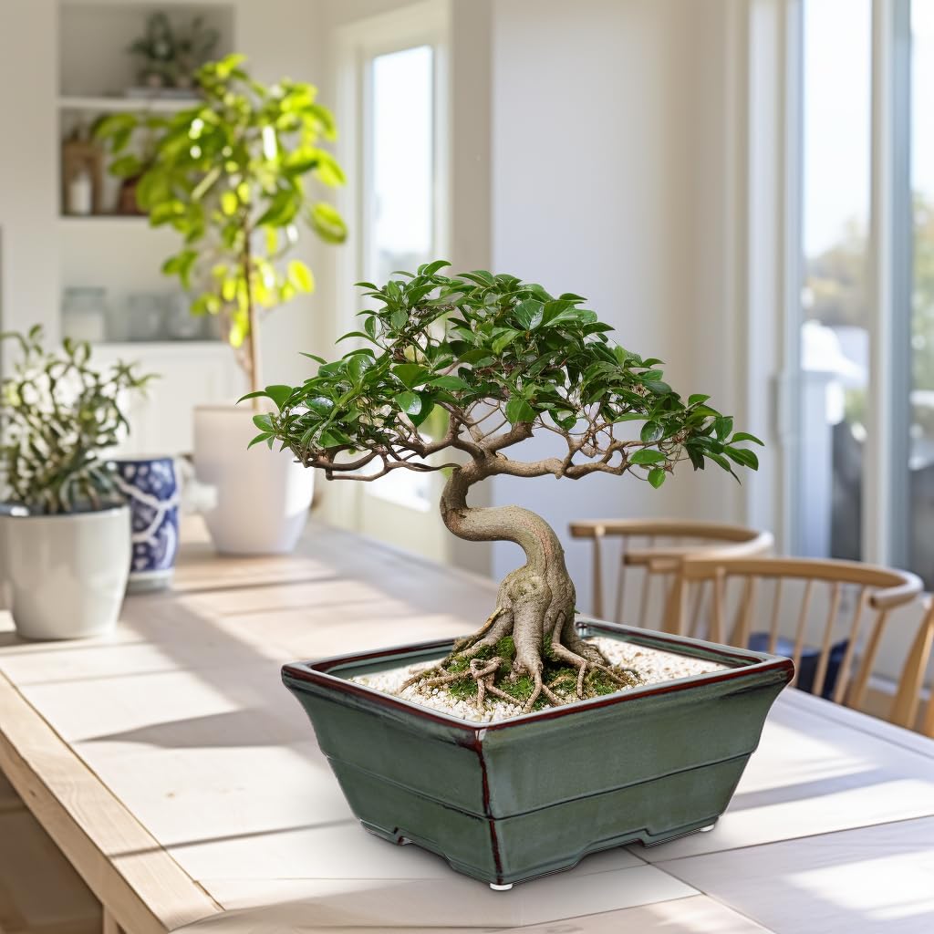 Oairse Zestaw 2 ceramicznych doniczek bonsai z otworami drenażowymi, do japońskich roślin pokojowych bonsai, dekoracja retro do zestawów pojemników ogrodowych na zewnątrz, średnica otworu 25,5 cm