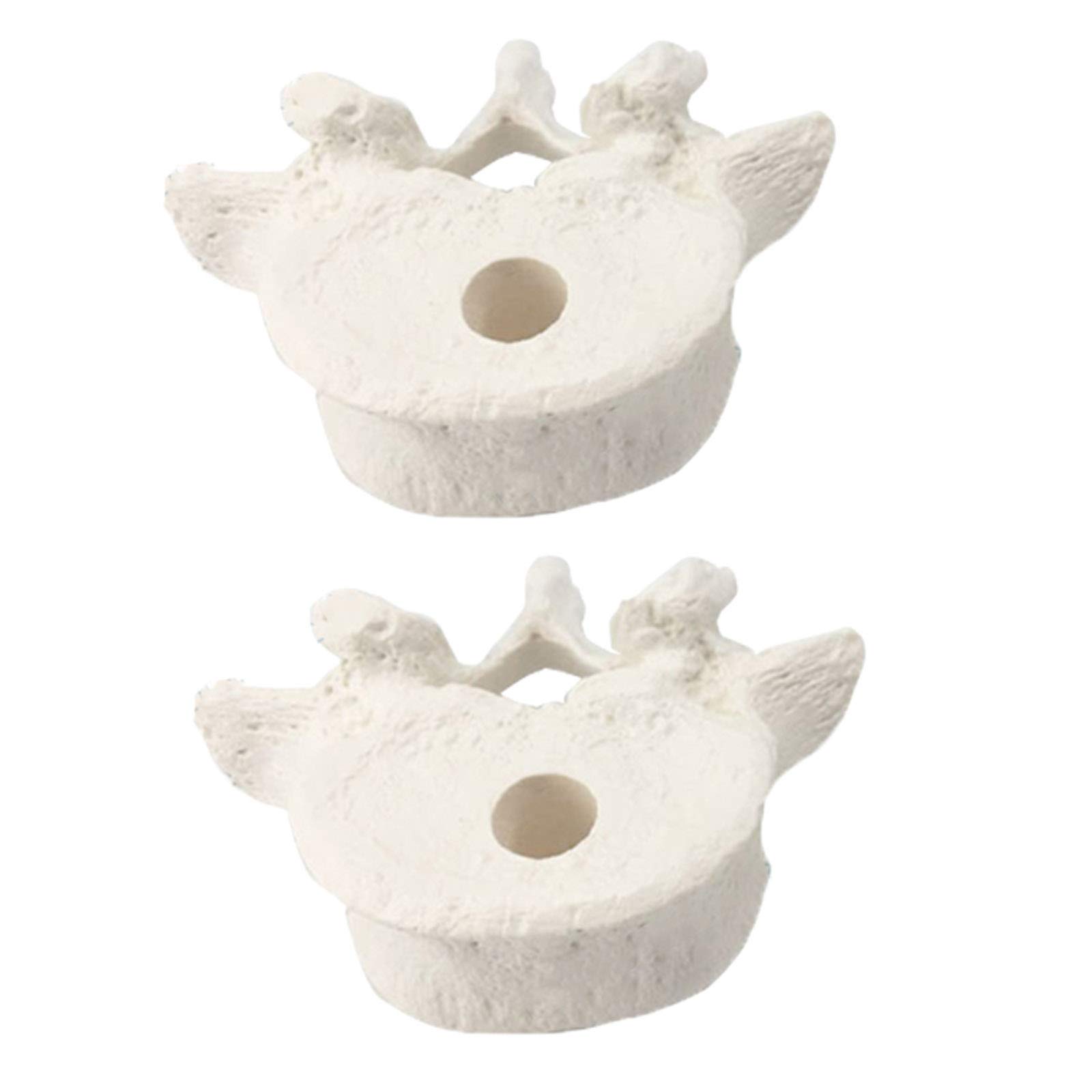 sjdoPulse Cervical Spine Model - Educational Model Human Spine Model - Medical Anatomical Skeletal Spine Thoracic Tail Vertebrae Vertebrae Model - for Study Teaching (A)