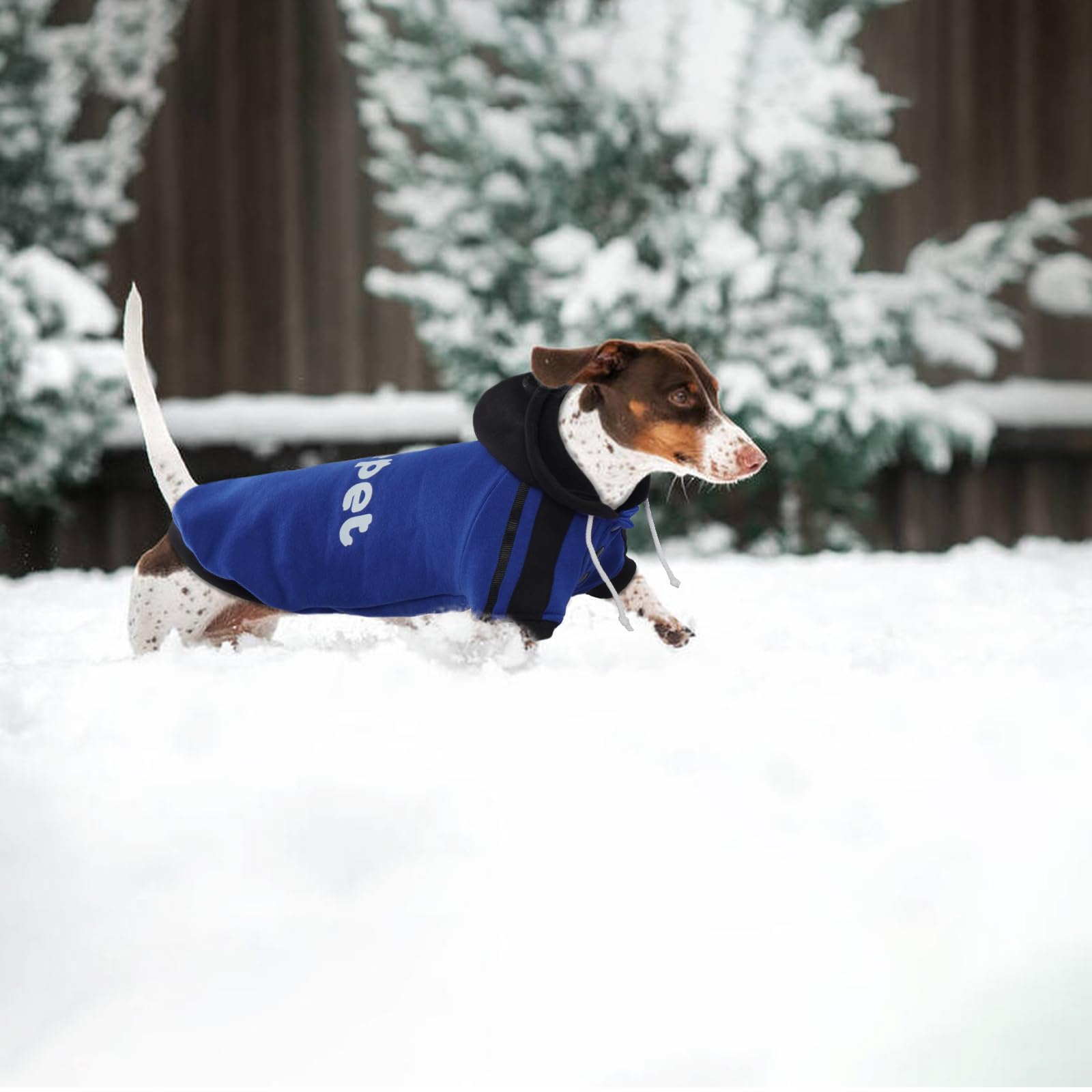 Lelepet Chandail à Capuche pour Teckel - Manteau Chaud en Polaire de Coton, Pull Imprimé pour Chiot, Tenue d'Hiver Douce, Bleu