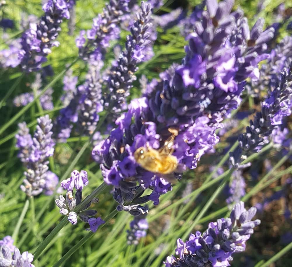 L+ French Provence Lavender 4-Pack – 6–12" Tall Live Plants with Fragrant Blue-Purple Blooms in 4" Pots – Hardy, Aromatic & Perfect for Outdoor Décor & Pollinator Gardens
