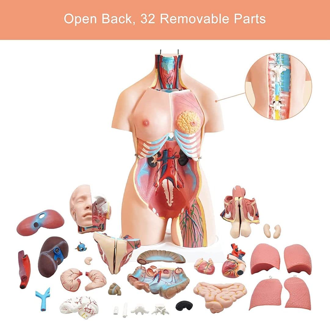 Amazon.com: EHVYBDX Torso Anatomical Model Can Be Detached 21Pcs