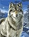 Produktbild CaptainCrafts Malen nach Zahlen Erwachsene, Malen nach Zahlen Anfänger DIY Ölmalerei Kit 16x20 Zoll Zuhause Wanddekoration (Mit Rahmen, Schnee wolf)