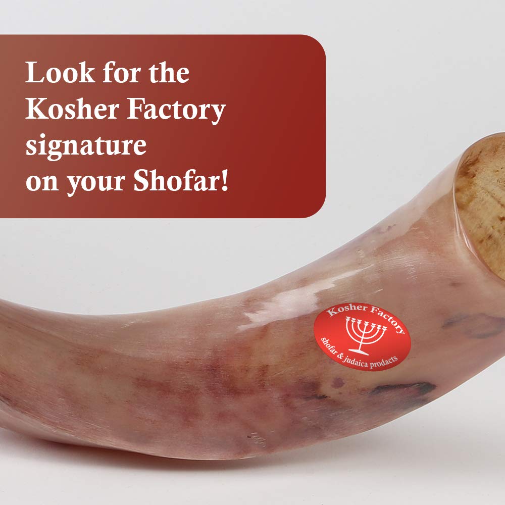 88,9 cm - 94 cm, hochwertiger Yemenit Schofar Koscher & Politur + Gratis Tasche