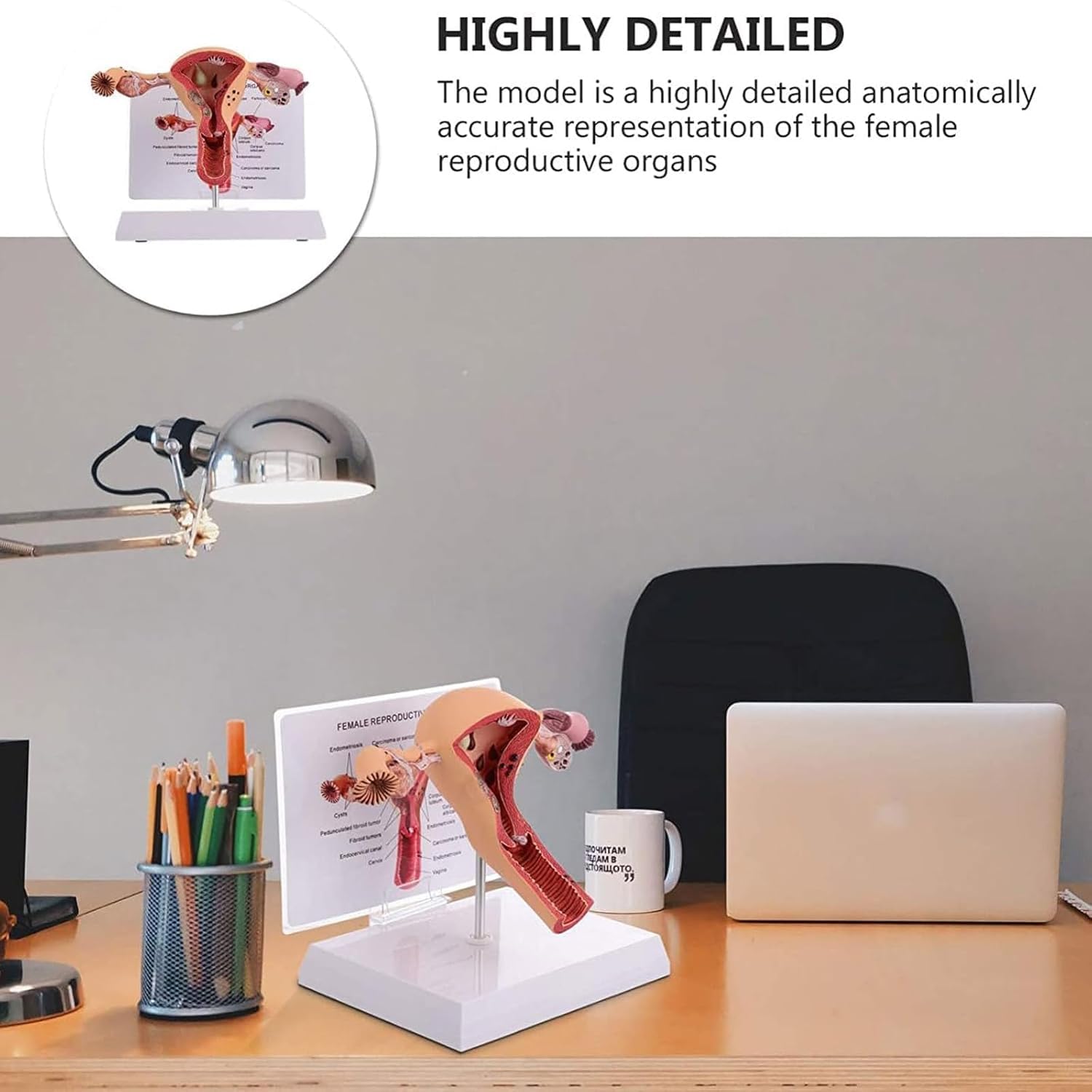 Modello del sistema riproduttivo femminile umano - Modello 3D di anatomia dell'utero e dell'ovaio per insegnamento e apprendimento, strumento educativo per studenti e professionisti sanitari