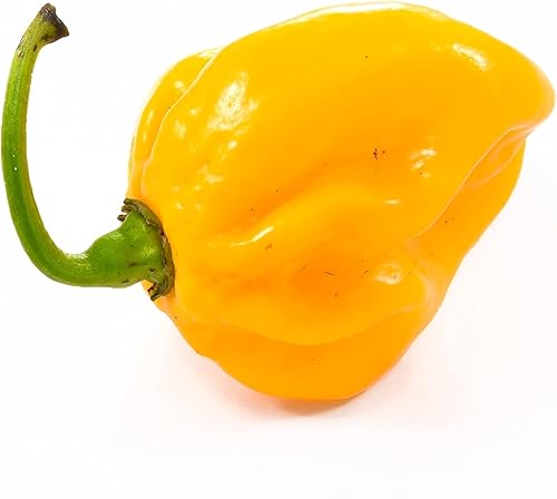 Miniatura 2 de Seed Needs, Semillas de pimiento picante habanero amarillo limón para plantar (Capsicum chinense) paquete individual de 60 semillas, reliquia, sin