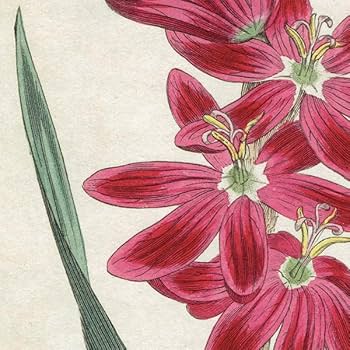 ★イギリス　ボタニカルアート　① イギリス アンティーク ボタニカルアート Curtis Botanical