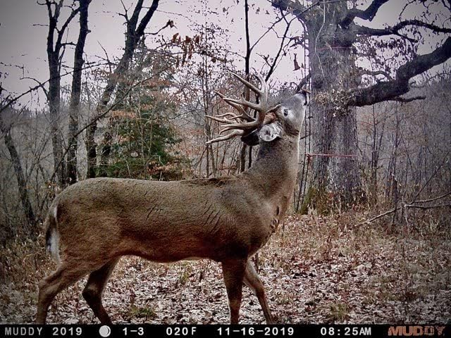 Daytime image captured by Muddy MTC100X Trail Camera showing a deer in a forest