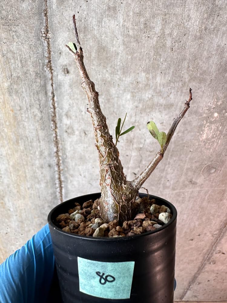 Amazon｜【現品限り】センナ・メリディオナリス 実生【A80】 Senna