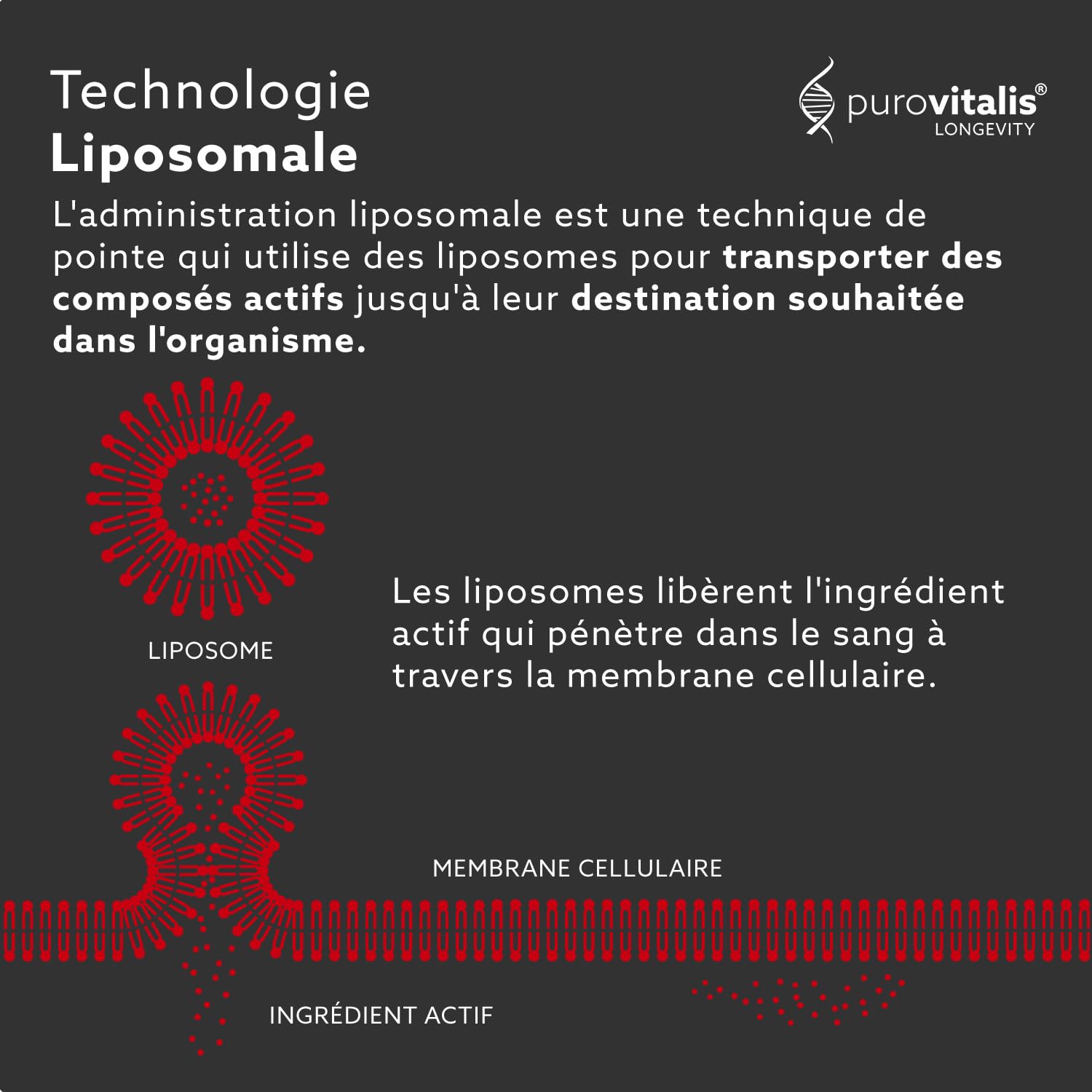 PUROVITALIS Resvératrol liposomal 250mg, 30 portions (30 gélules végétaliennes), supplément antioxydant trans-resvératrol de haute pureté