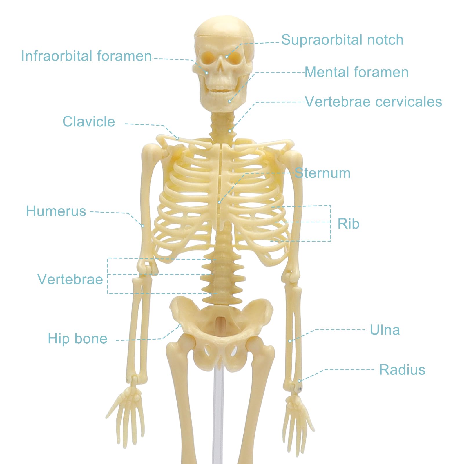 Wysoko ludzki szkielet do anatomii, model ludzkiego ciała, całe ciało z ruchomymi ramionami, struktury kości nóg, całe żebra kręgosłupa modelu szkieletowego są zintegrowane