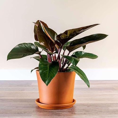 Miniatura 2 de Philodendron Congo Rojo - Planta viva para interior  Diferentes plantas de interior en maceta de 4 y 6 pulgadas  Decoración de planta de casa real