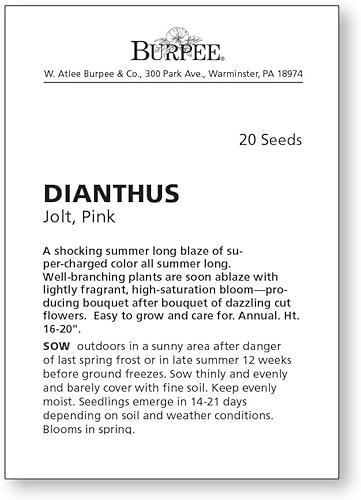 Miniatura 4 de Burpee Jolt Pink Dianthus Seeds 20 semillas