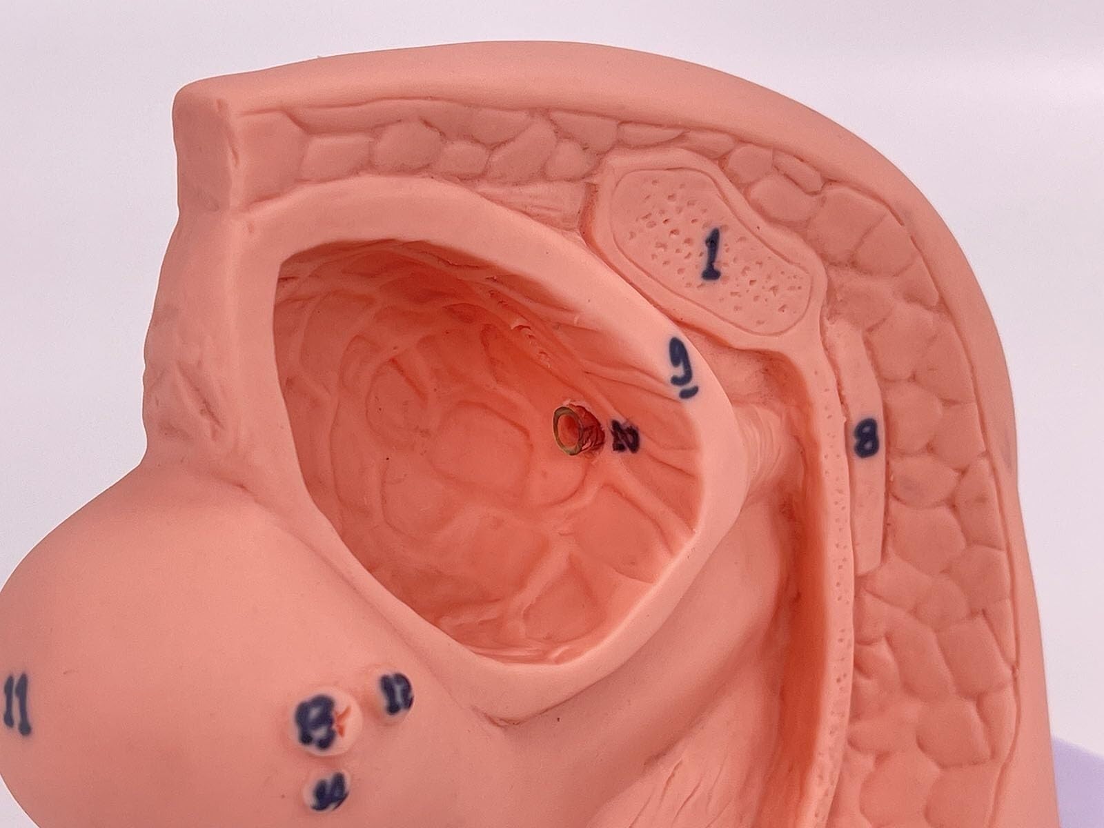 Modèles de cathétérisme masculin et féminin, modèles d'anatomie génitale interne et externe, 2 modèles de cathétérisme, modèle de cathétérisme masculin et féminin simple, mannequin d'enseignement en P