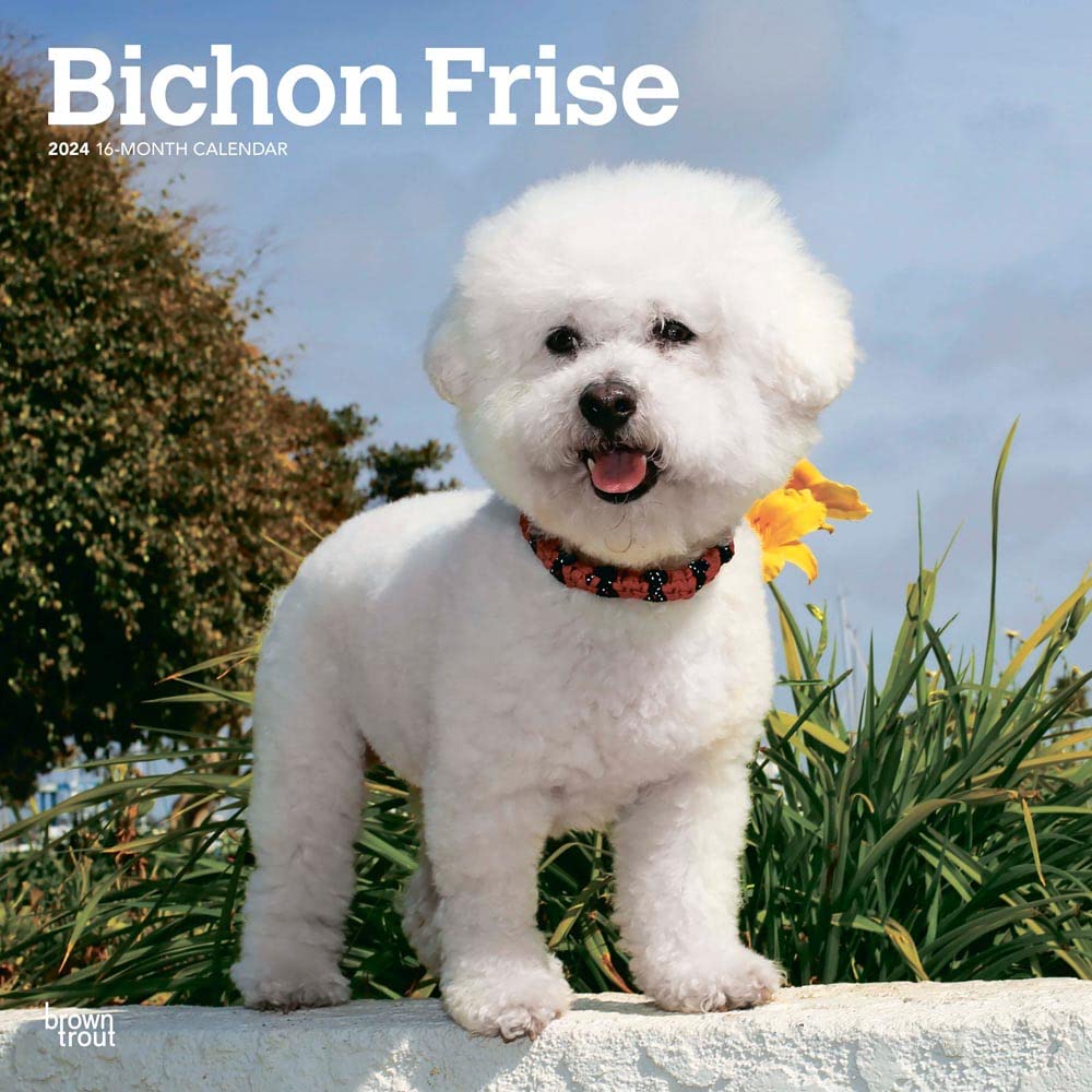 Bichon Frise | 2024 12 x 24 Inch Monthly Square Wall Calendar | BrownTrout | Animals Dog Breeds Calendar – Wall Calendar, August 1, 2023