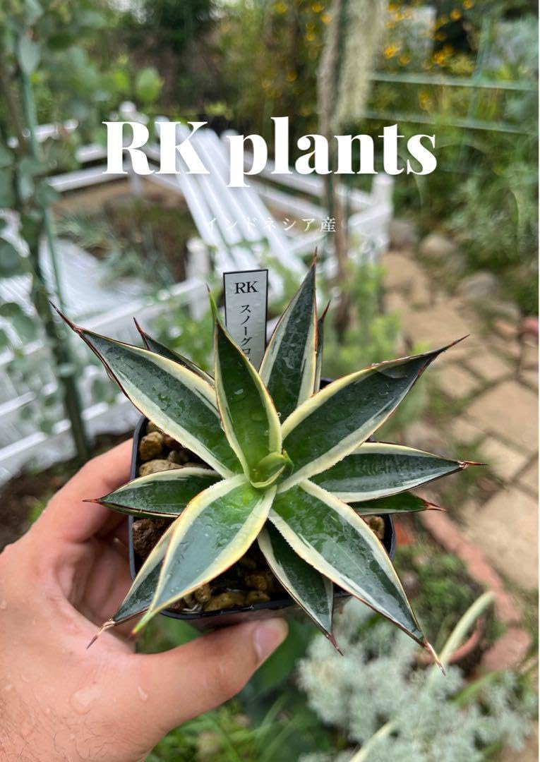 光明元年 福建省 黄銅貨 中国古銭 光緒元寶・光緒元宝 葵卯 中国古銭