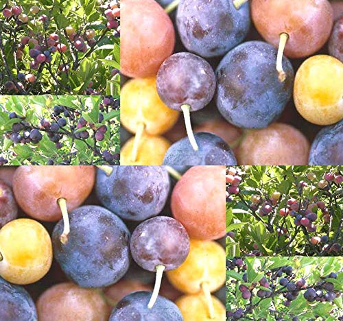 100 x Beach Plum Shrub Prunus maritima Seeds Zone 3-7 Cold Hardy Bite Size - Shrub only gets 4-8' Tall