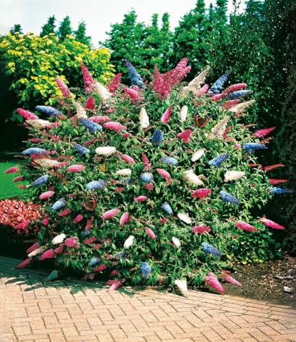 BALDUR Garten dreifarbiger Schmetterlingsstrauch \'Papillion Tricolor\', 1 Pflanze, Buddleja davidii, Buddleia Schmetterlingsflieder, Sommerflieder, winterhart, trockenresistent, bienenfreundlich BALDUR Garten dreifarbiger Schmetterlingsstrauch \'Papillion Tricolor\', 1 Pflanze, Buddleja davidii, Buddleia Schmetterlingsflieder, Sommerflieder, winterhart, trockenresistent, bienenfreundlich
