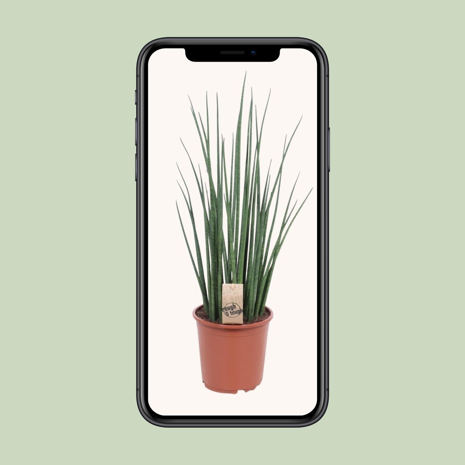 Sansevieria Mikado - 60-70cm - Ø19cm - Pianta d'appartamento - Sempreverde - Cactus e piante grasse