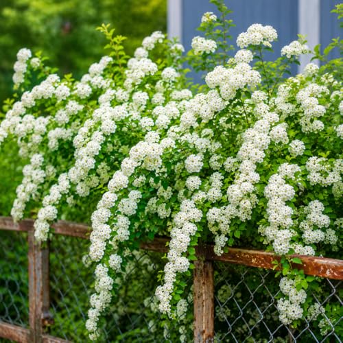 Bridal Wreath Spirea Shrub - 12-16 Tall Live Plant - Gallon Pot