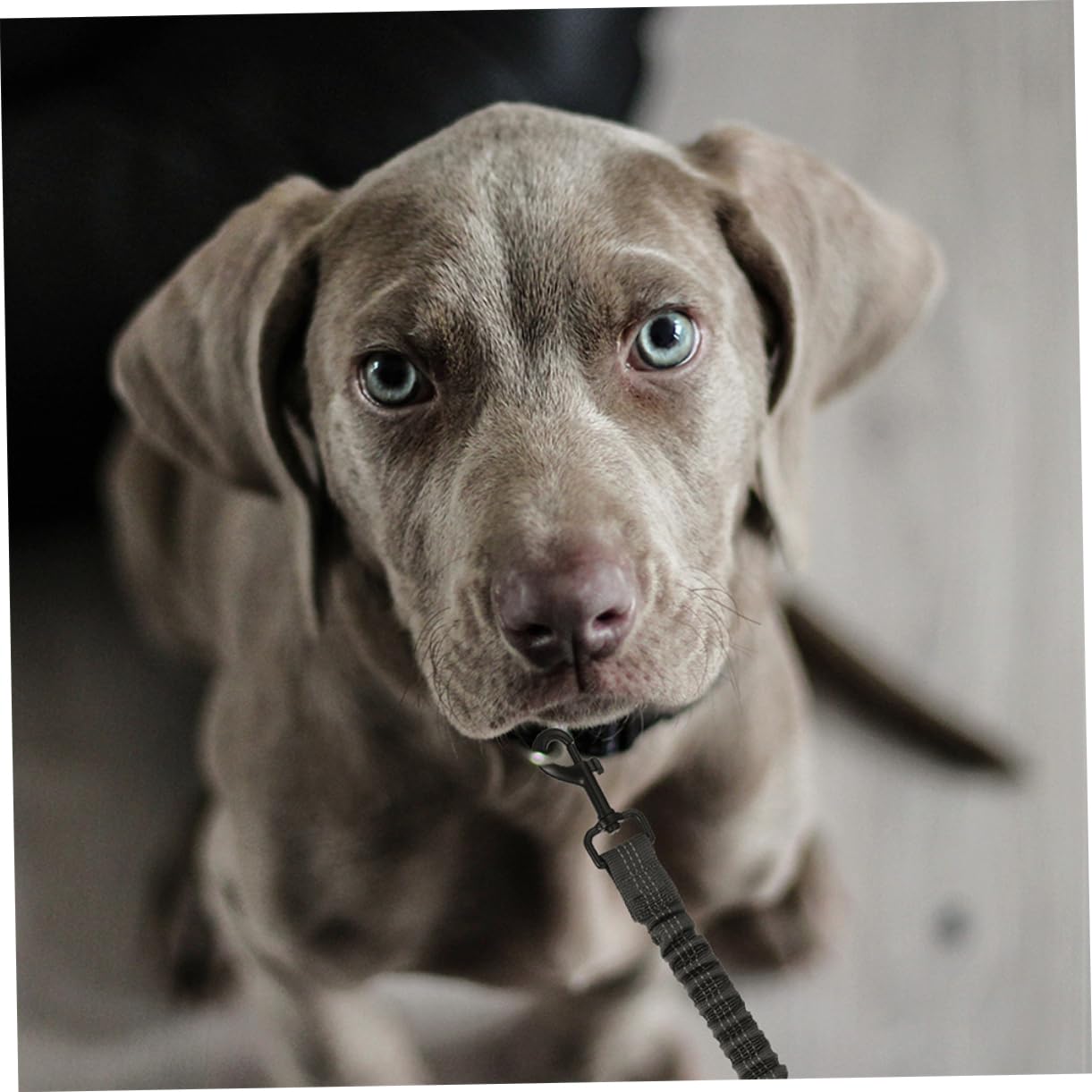 Laisse Double pour Chiens à Double Tête, 3 Pièces, Polyester | Acier Inoxydable, pour Promenade et Extérieur, Design Ergonomique, Résistance à Rupture