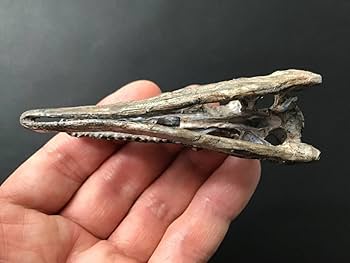 Amazon.co.jp: 恐竜頭骨化石ヴェロキラプトルレジン製[VR106