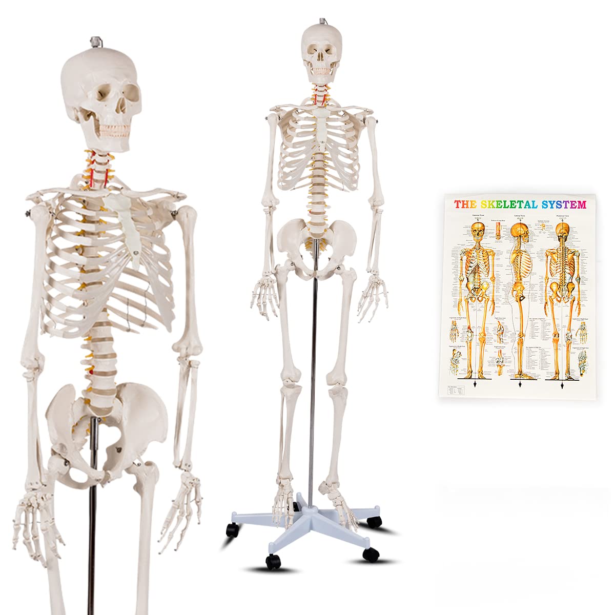 COSTWAY 180cm Life Size Human Skeleton Model, Medical Anatomical Human