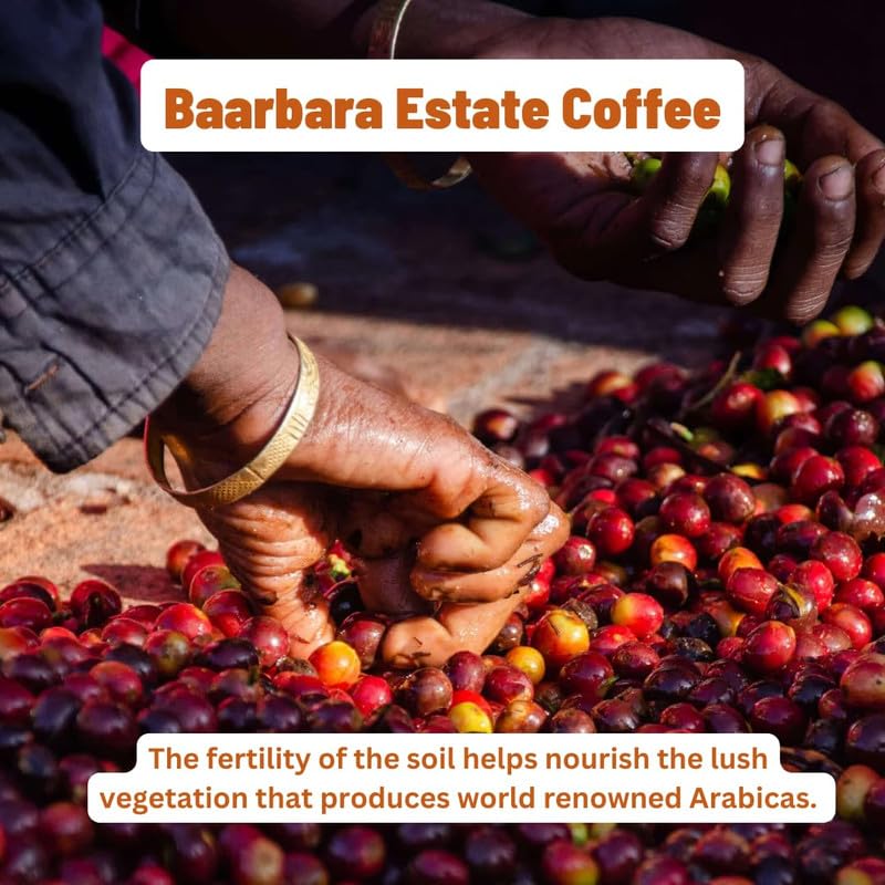 Image of Toffee Coffee Roasters | Baarbara Estate, Light to Medium Roast, 250 g | Grind: Decotion Coffee Maker, Speciality Blend, 100% Arabica | Speciality Coffee | Freshly Roasted