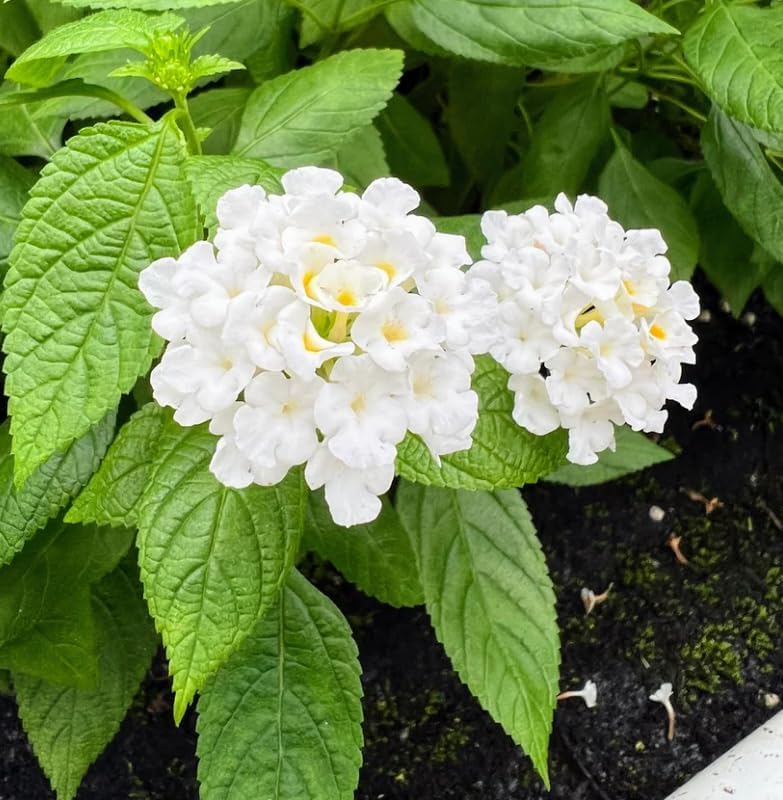 Miniatura 4 de Lantana Planta viva para plantar al aire libre, Lantana blanca bien arraigada flor perenne bien arraigada