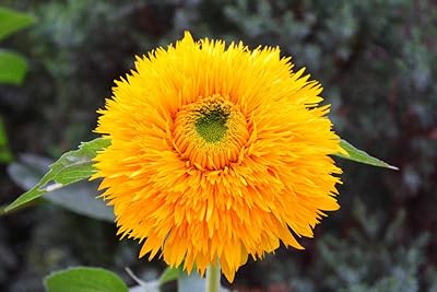 200 semi YeGarden Flower Teddy Bear Girasole SEMI-NANO