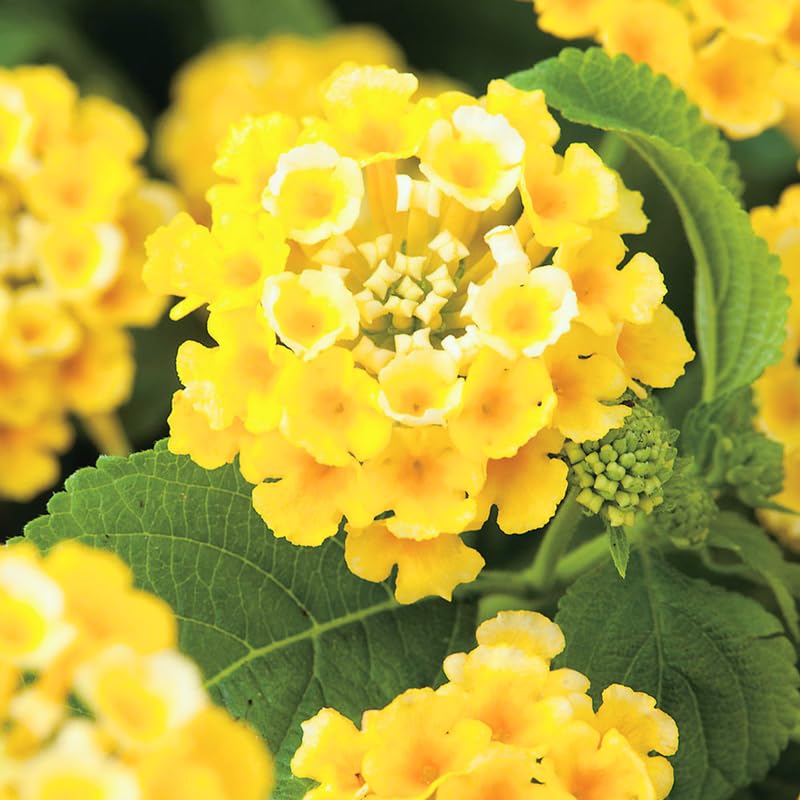 Gold Yellow Lantana live plants