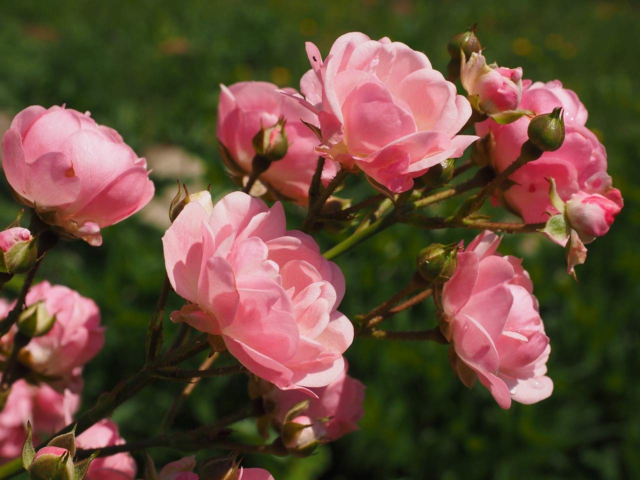 "Mediterrano Rosendünger – Premium-Nährstoffe für kräftige, farbintensive Blüten & gesunde Rosen!" 10 Kg