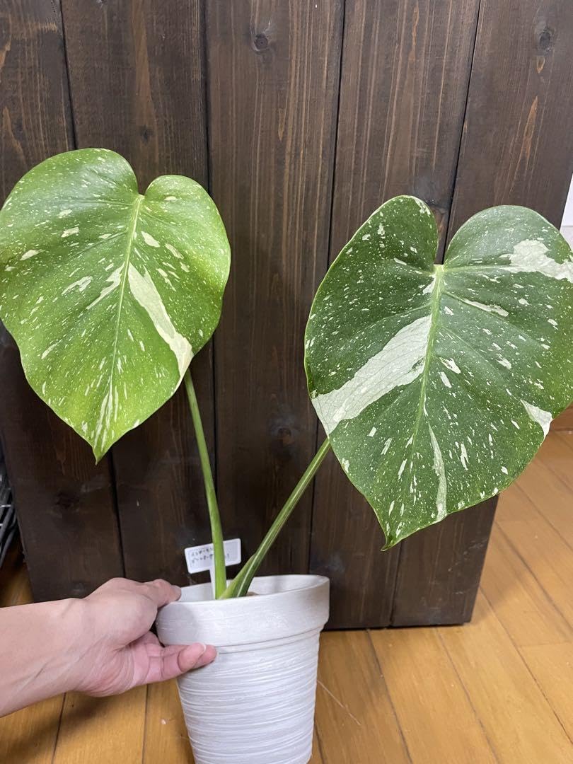 Monstera Deliciosa yellow monster モンステラ デリシオーサ イエロー 