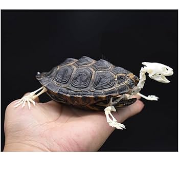 トウブハコガメ骨格標本(甲羅) 極美放射模様　剥製　爬虫類 2025年最新】かめの剥製の人気アイテム - メルカリ