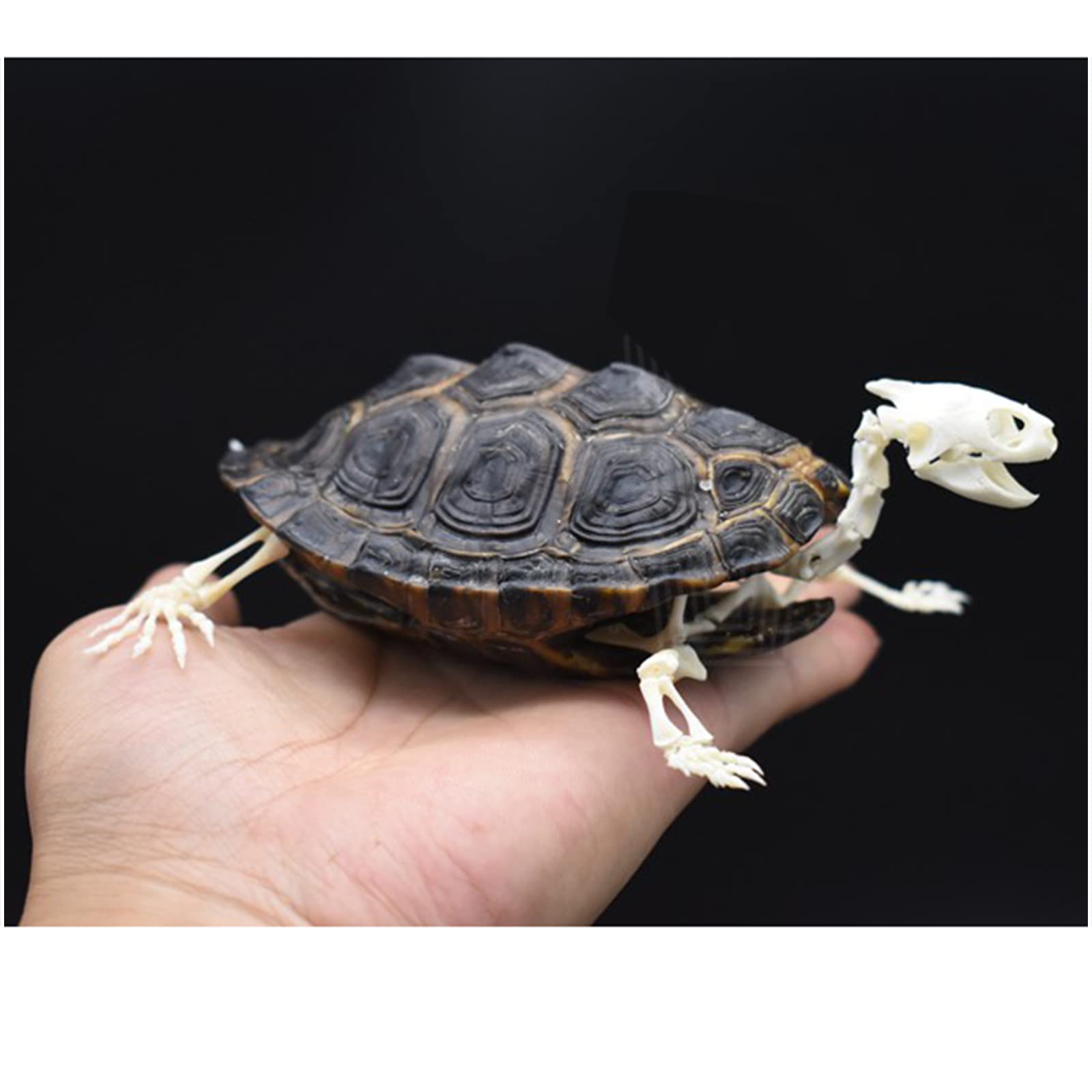 Amazon.co.jp: 亀の骨格標本剥製用品アートボーン獣医医学1:1、Lサイズ
