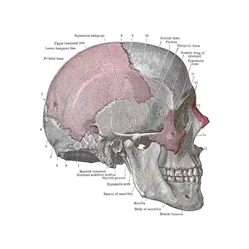 Wee Blue Coo Art Painting Drawing Drawing Diagram Human Skull Anatomy Bone Large Art Print Poster Wall Decor 18x24 inch