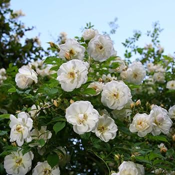 Amazon.com : 2 White Rose Climbing Live Starter Plants