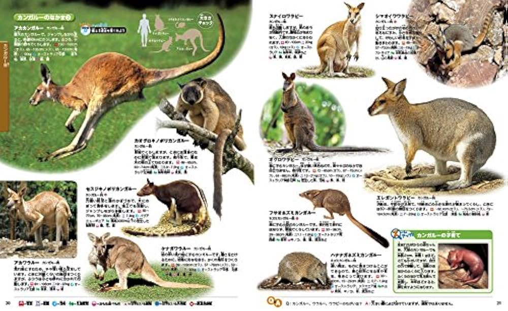 動物 新訂版 (講談社の動く図鑑MOVE) | 講談社, 山極 寿一 |本