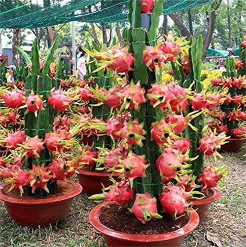 zcbang Natural Fruit Seeds Bonsai Pitaya Seeds Dwarf Dragon Fruit Seeds 100Pcs