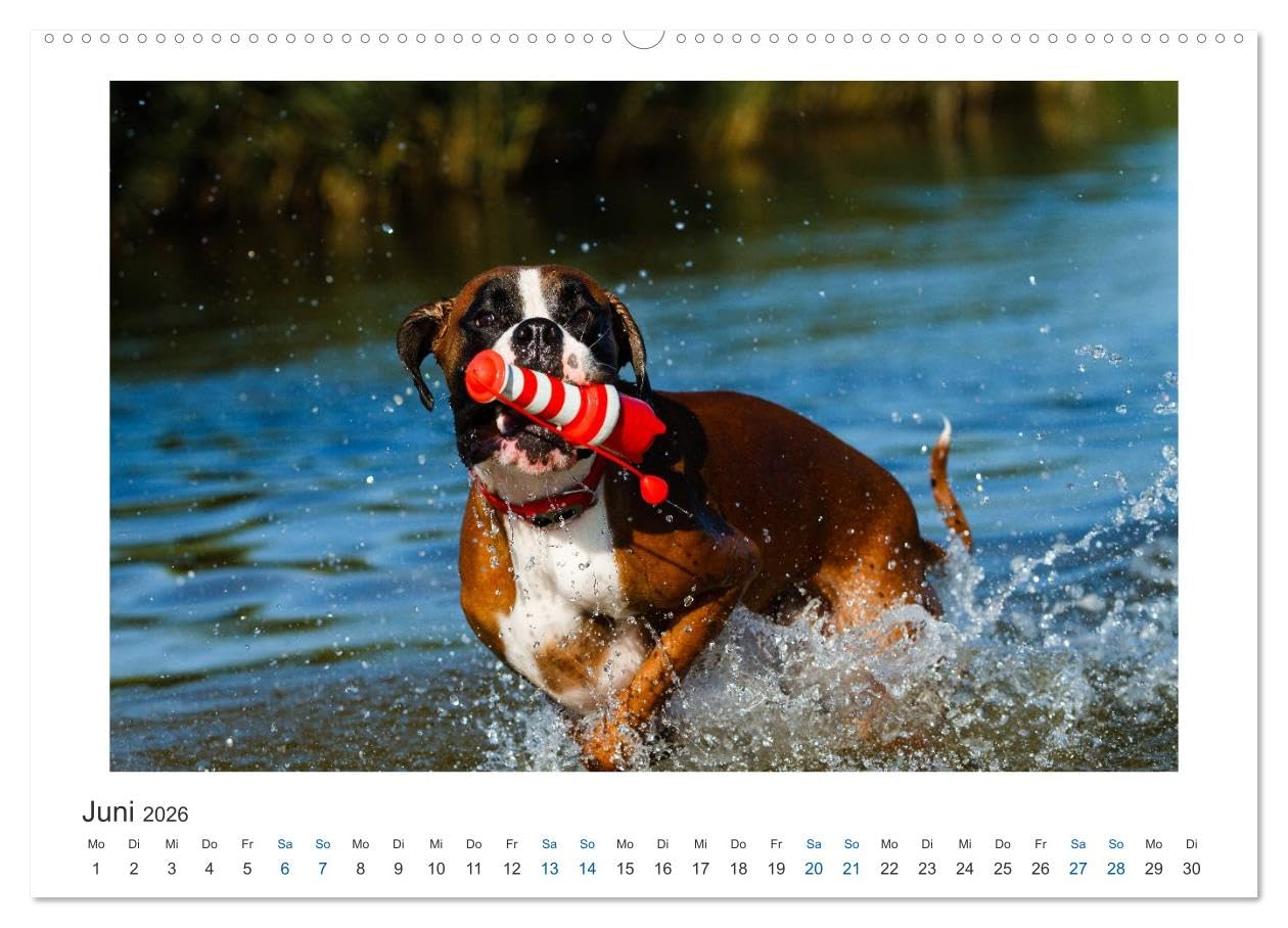 Deutscher Boxer - Boxer im Wasser 2026 (hochwertiger Premium Wandkalender 2026 DIN A2 quer), Kunstdruck in Hochglanz: Boxer im Wasser fotografiert (CALVENDO Tiere)