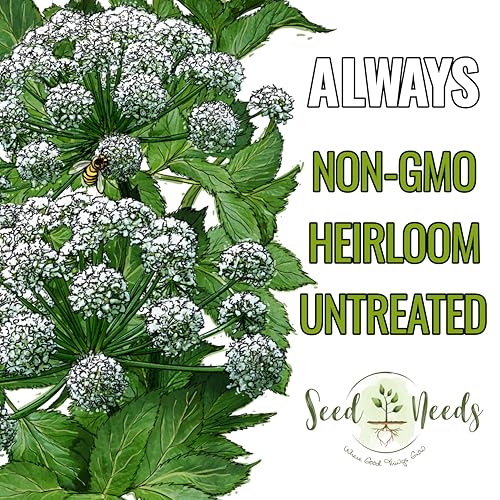 Seed Needs Angelica Seeds for Planting Angelica archangelica - Non-GMO Heirloom & Untreated Medicinal Herbs to Grow an Indoor or Outdoor Home Grown Garden (1 Pack) - Image 4