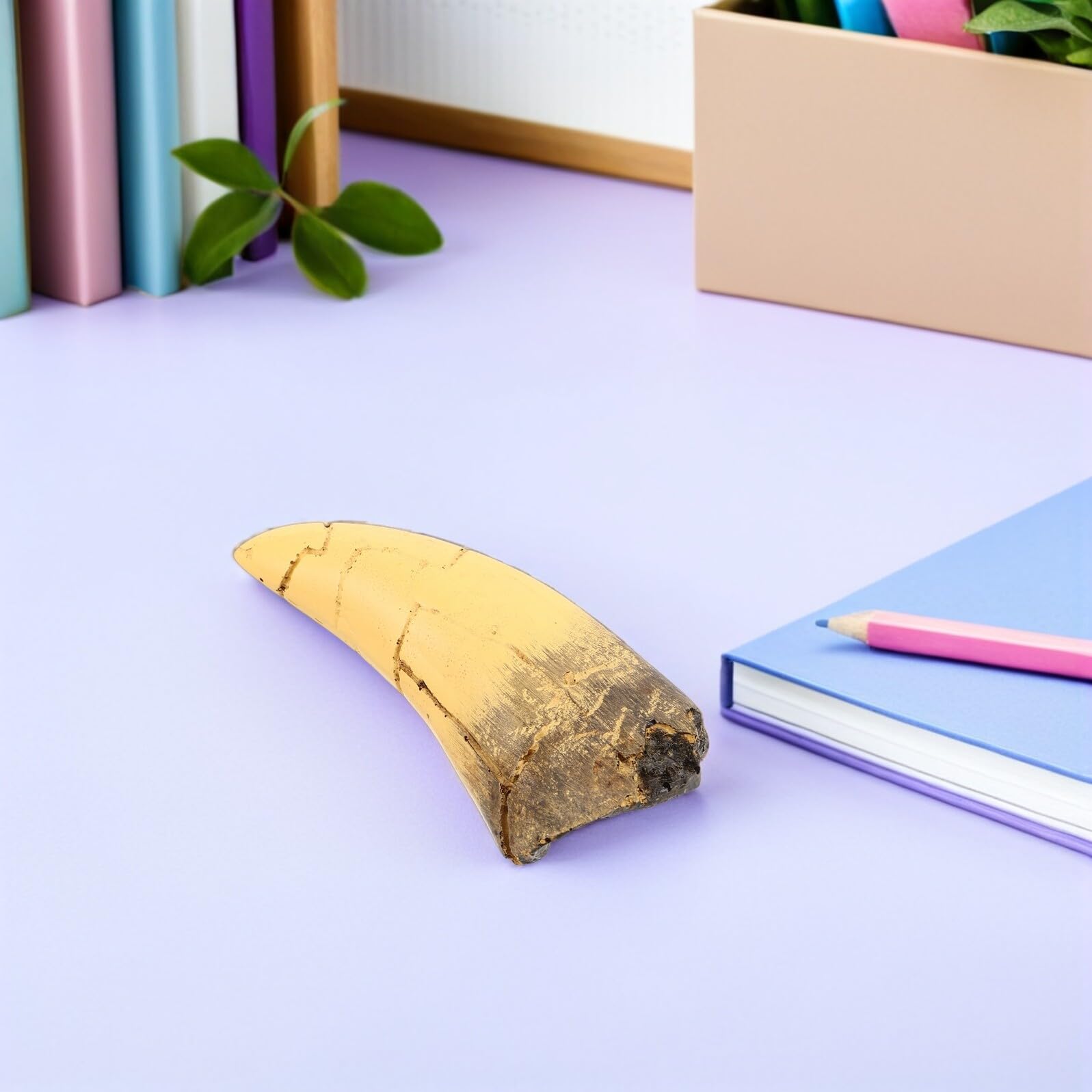Scultura Realistica di Dente di Dinosauro in Resina Aspetto Preistorico Distintivo, Decorazione per Feste a Tema Dinosauri e Display Educativi Interattivi