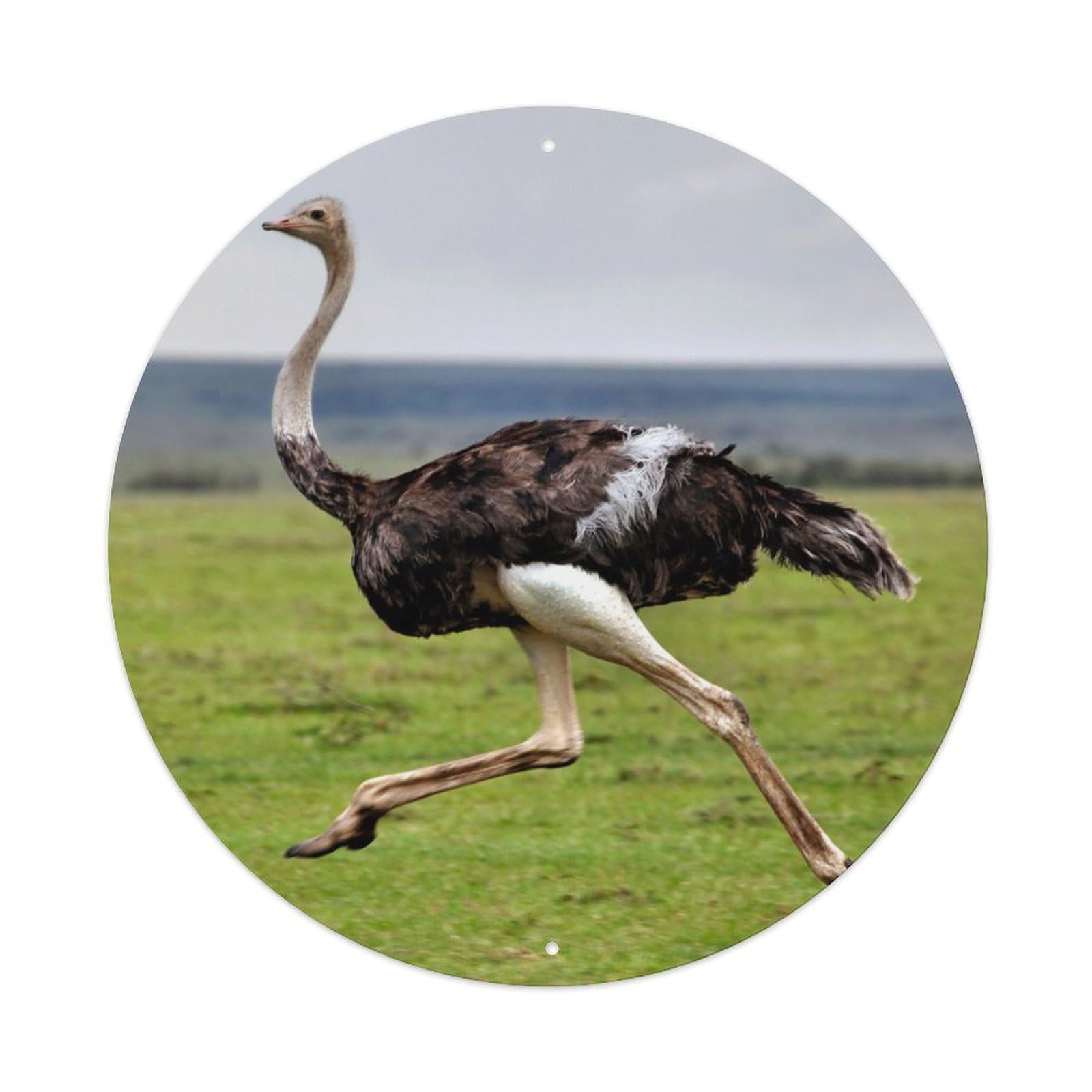Wildlife Ostriches Running on The Grassland Vintage Metal Tin Sign Plaque Wall Decor for Cafe, Club, Garden Round Metal Poster 8x8Inch