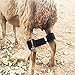 Goat Hobbles Binding Tool Prevent Pawing Milk A Difficult Goat for Mini Goat Nigerian Dwarfs