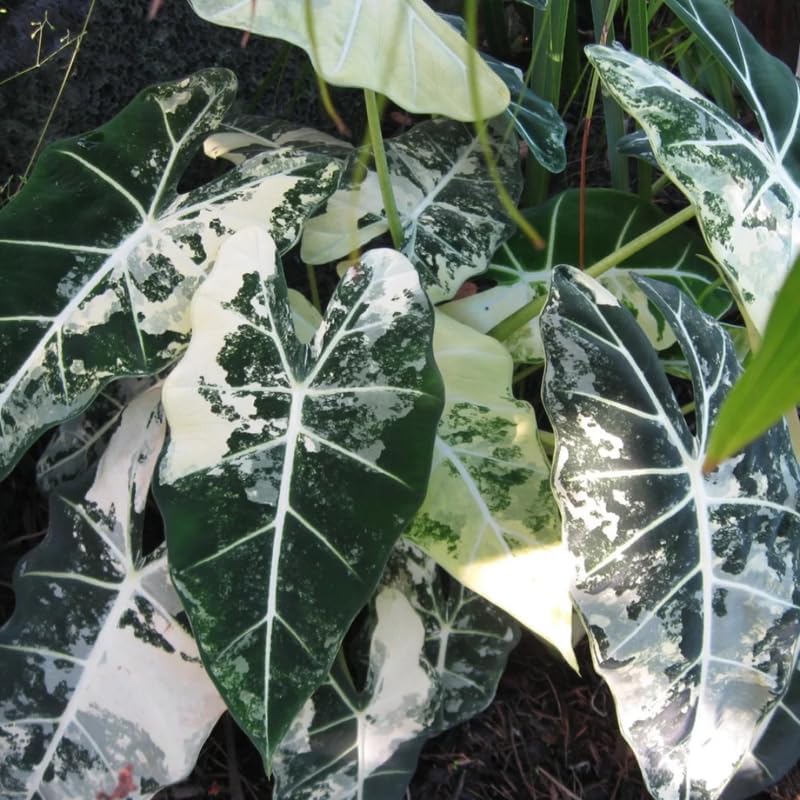 2 Random Colocasia Live Plants, Alocasia Elephant Ear Live Plant for Growing, 4-6" Tall, Cold Hardy, Indoor Outdoor Planting