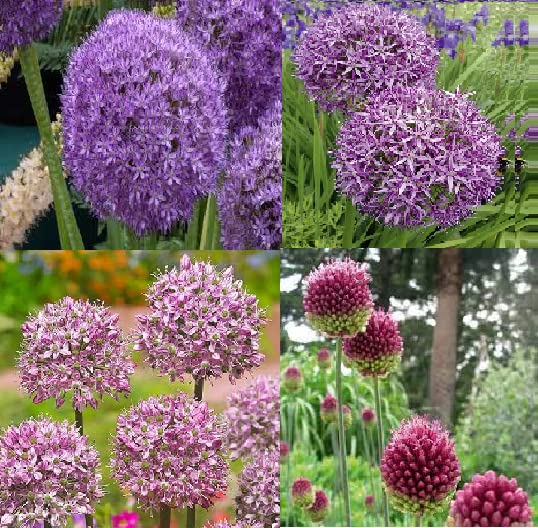Floriculture Greens IMP. Allium Flower Bulbs for Attractive Aromatic Flowers Home Outdoor Gardening Plants Flowering Bulbs (Pack Of 5, The multicolour Allium) (B0BW5P5VW4) Amazon Price History, Amazon Price Tracker